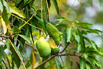 Yellow-chevroned parakeet (Brotogeris chiriri), adult eating mango, Pantanal, Mato Grosso, Brazil.