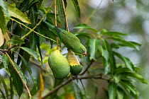 Yellow-chevroned parakeet (Brotogeris chiriri), adult eating mango, Pantanal, Mato Grosso, Brazil.