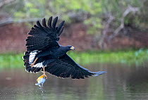 Great black hawk (Buteogallus urubitinga), catching a fish, Pantanal, Mato Grosso, Brazil.