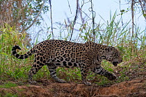 Jaguar (Panthera onca), hunting along riverbank, Pantanal, Mato Grosso, Brazil.