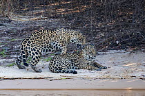 Jaguar (Panthera onca) courting pair, Pantanal, Mato Grosso, Brazil.