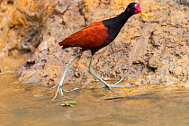 Wattled jacana (Jacana jacana), juvenile, Pantanal, Mato Grosso, Brazil.