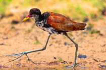 Wattled jacana (Jacana jacana), juvenile, Pantanal, Mato Grosso, Brazil.