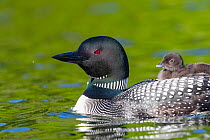 RF - Common loon (Gavia immer) with chick on back. Michigan, USA. June.  (This image may be licensed either as rights managed or royalty free.)