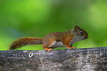 American red squirrel (Tamiasciurus hudsonicus) Michigan, USA, June.