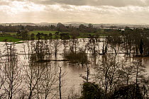 River Lugg floodplain featuring Alders (Alnus glutinosa) and Willows (Salix sp.) after Storm Dennis, Bodenham, Herefordshire, UK. Taken during Storm Dennis, 17 February 2020.