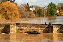 Old Wye Bridge during peak floods, with news camera man, Hereford, Storm Dennis, UK. Taken during Storm Dennis, 17 February 2020.
