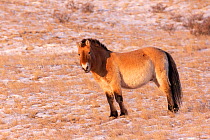 Przewalski&#39;s horse (Equus ferus przewalskii), species reintroduced in 1993. Hustai National Park, Mongolia. February.