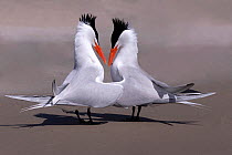 RF-Royal tern (Thalasseus maximus) pair in courtship ritual. Puerto San Carlos, Magdalena Bay, Baja California Sur, Mexico. (This image may be licensed either as rights managed or royalty free)