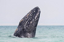 RF-Grey whale (Eschrichtius robustus) spyhopping. Ojo de Liebre Lagoon, El Vizcaino Biosphere Reserve, Baja California Sur, Mexico. (This image may be licensed either as rights managed or royalty free...