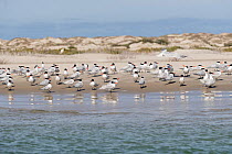 Royal tern (Thalasseus maximus) flock on beach. Puerto San Carlos, Magdalena Bay, Baja California Sur, Mexico.