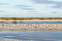 Royal tern (Thalasseus maximus) flock on beach. Puerto San Carlos, Magdalena Bay, Baja California Sur, Mexico.