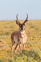 Baja California pronghorn (Antilocapra americana peninsularis) febuck. Baja California Desert National Park, Guerrero Negro, Baja California Sur, Mexico.