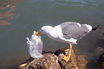 Yellow-footed gull (Larus livens) with plastic bag in beak, standing on rock. Loreto Bay National Marine Park, Baja California Sur, Mexico. 2017.