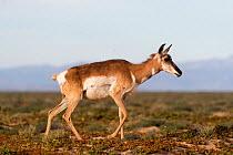 Baja California pronghorn (Antilocapra americana peninsularis), doe. Baja California Desert National Park, Guerrero Negro, Baja California Sur, Mexico.