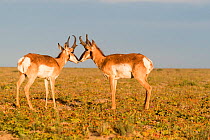 RF-Baja California pronghorn (Antilocapra americana peninsularis), two bucks standing nose to nose. Baja California Desert National Park, Guerrero Negro, Baja California Sur, Mexico. (This image may b...