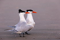 Royal tern (Thalasseus maximus) pair during courtship ritual. Magdalena Bay, Puerto San Carlos, Baja California Sur, Mexico.