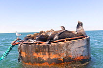 California sea lion (Zalophus californianus) group resting alongside Gull on buoy. Ojo de Liebre Lagoon, El Vizcaino Biosphere Reserve, Baja California Sur, Mexico.