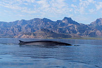 RF-Fin whale (Balaenoptera Physalus) surfacing in coastal waters, mountains in background. Loreto Bay National Marine Park, Baja California Sur, Mexico. (This image may be licensed either as rights ma...