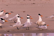 Royal tern (Thalasseus maximus) group on beach. Magdalena Bay, Puerto San Carlos, Baja California Sur, Mexico.