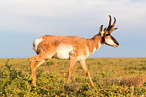 Baja California pronghorn (Antilocapra americana peninsularis), buck. Baja California Desert National Park, El Vizcaino Biosphere Reserve, Baja California Sur, Mexico.