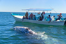 Grey whale (Eschrichtius robustus) blow hole above water, tourists observing from boat in background. Magdalena Bay, Puerto San Carlos, Baja California Sur, Mexico. 2017