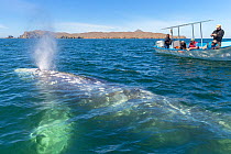 Grey whale (Eschrichtius robustus) blowing, tourists observing from boat in background. Magdalena Bay, Puerto San Carlos, Baja California, Mexico. 2017.
