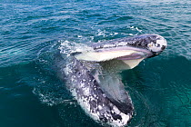 Grey whale (Eschrichtius robustus) surfacing with open mouth and baleen visible, Ojo de Liebre Lagoon, El Vizcaino Biosphere Reserve, Baja California, Mexico.