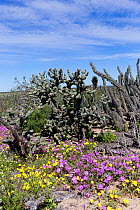 Flowers blooming in desert amongst Cacti (Cactaceae), following rain. El Vizcaino Biosphere Reserve, Guerrero Negro, Baja California Sur, Mexico. 2017.