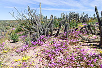 Flowers blooming in desert amongst Cacti (Cactaceae), following rain. El Vizcaino Biosphere Reserve, Guerrero Negro, Baja California Sur, Mexico. 2017.