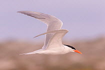 Royal tern (Thalasseus maximus) in flight. Puerto San Carlos, Magdalena Bay, Baja California Sur, Mexico.