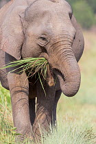 Asiatic elephant (Elephas maximus) feeding on grass. Jim Corbett National Park, Uttarakhand, India.