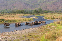Asiatic elephant (Elephas maximus) herd wading in river. Jim Corbett National Park, Uttarakhand, India.