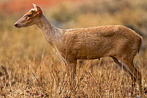 Muntjac deer (Muntiacus muntjak) female. Tadoba Andhari Tiger Reserve / Tadoba National Park, Maharashtra, India.