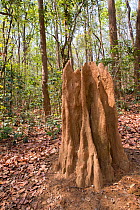 Termite hill on forest walkway in Sal (Shorea robusta) forest. Jim Corbett National Park, Uttarakhand, India.