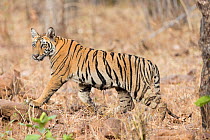 Bengal tiger (Panthera tigris tigris), young animal. Tadoba Andhari Tiger Reserve / Tadoba National Park, Maharashtra, India.
