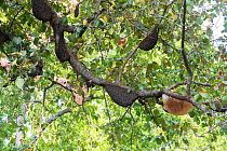 Wild bee (Hymenoptera) colonies in Sal (Shorea robusta) tree. Jim Corbett National Park, Uttarakhand, India.