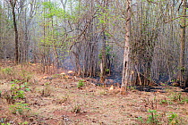Fire along track in forest, management to clear vegetation. Tadoba Andhari Tiger Reserve / Tadoba National Park, Maharashtra, India.