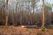 Fire along track in forest, management to clear vegetation. Tadoba Andhari Tiger Reserve / Tadoba National Park, Maharashtra, India.
