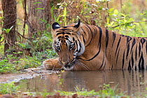 Bengal tiger (Panthera tigris tigris) cooling down in artificial water hole. Tadoba Andhari Tiger Reserve / Tadoba National Park, Maharashtra, India.
