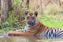 Bengal tiger (Panthera tigris tigris) cooling down in artificial water hole, portrait. Tadoba Andhari Tiger Reserve / Tadoba National Park, Maharashtra, India.
