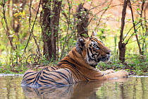 Bengal tiger (Panthera tigris tigris) cooling down in artificial water hole. Tadoba Andhari Tiger Reserve / Tadoba National Park, Maharashtra, India.