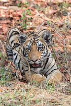 Bengal tiger (Panthera tigris tigris), young animal growling. Tadoba Andhari Tiger Reserve / Tadoba National Park, Maharashtra, India.
