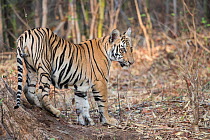 RF-Bengal tiger (Panthera tigris tigris), young animal standing at base of tree. Tadoba Andhari Tiger Reserve / Tadoba National Park, Maharashtra, India. (This image may be licensed either as rights m...
