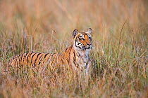 Bengal tiger (Panthera tigris tigris) standing in grassland. Jim Corbett National Park, Uttarakhand, India.