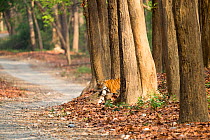 Bengal tiger (Panthera tigris tigris) emerging from Sal (Shorea robusta) forest before crossing path. Jim Corbett National Park, Uttarakhand, India.