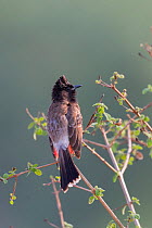 Red-vented bulbul (Pycnonotus cafer) perched on branch. Jim Corbett National Park, Uttarakhand, India.