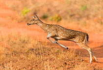 Chital (Axis axis) female leaping. Tadoba Andhari Tiger Reserve / Tadoba National Park, Maharashtra, India.