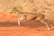 Chital (Axis axis) female running across track. Tadoba Andhari Tiger Reserve / Tadoba National Park, Maharashtra, India.