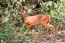 Muntjac deer (Muntiacus muntjak) in undergrowth. Jim Corbett National Park, Uttarakhand, India.